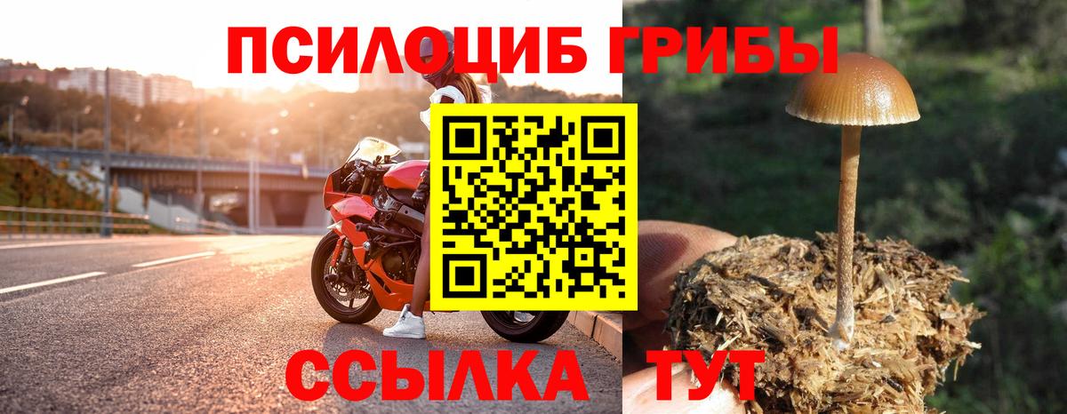 Тайшет  Галлюциногенные грибы Psilocybe  Вход с VPN 